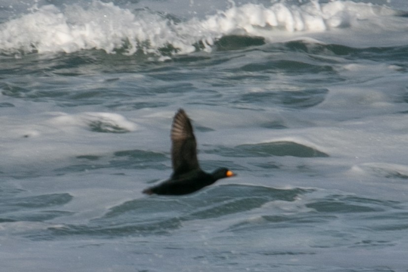 Американская синьга - ML647805379