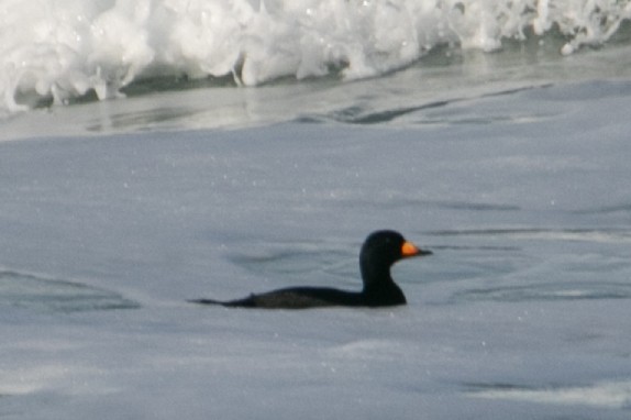 Американская синьга - ML647805380