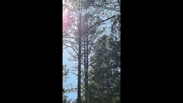 American Goshawk - ML647805381