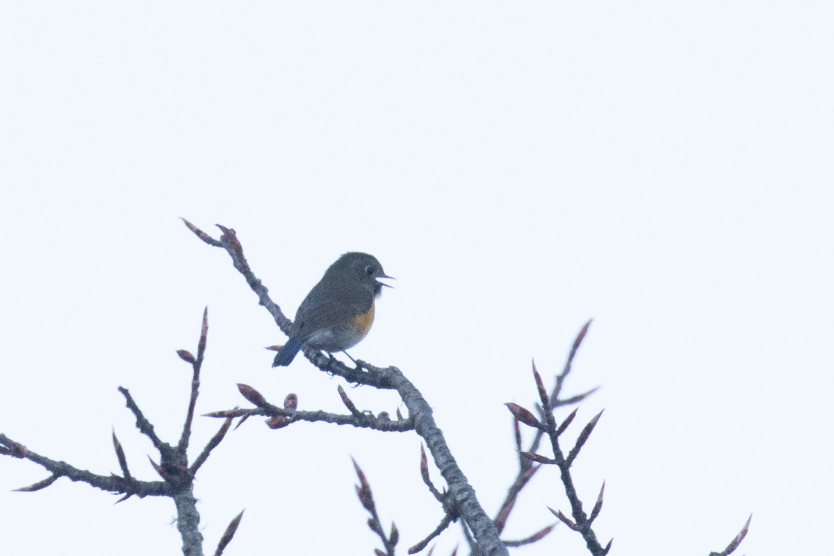 Robin de l'Himalaya - ML647805398