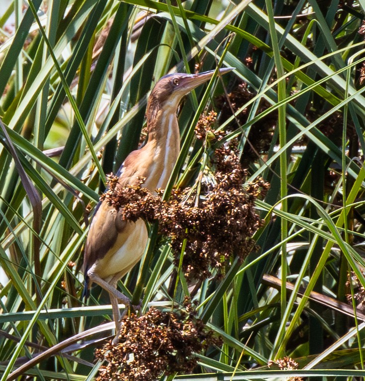 Petit Blongios - ML647805399