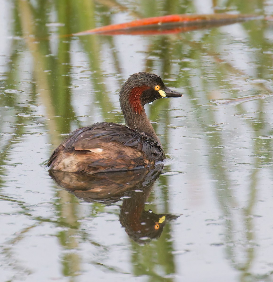 Australasian Grebe - ML647805433