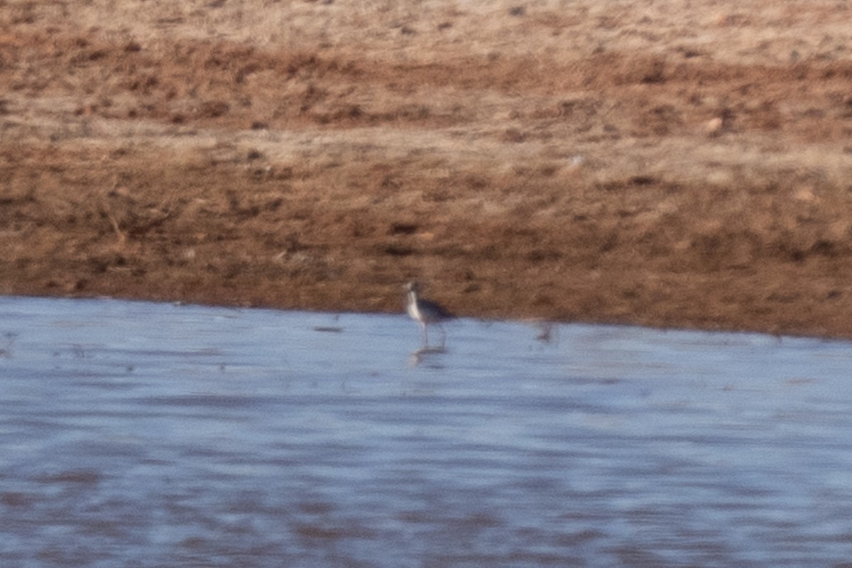Greater Yellowlegs - ML647805446