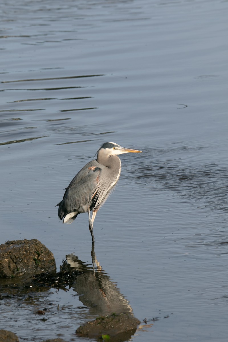 Great Blue Heron - ML647805461