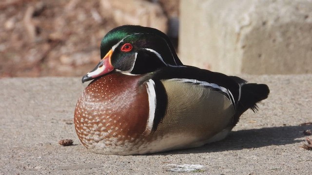 מנדרין אמריקני - ML647805496