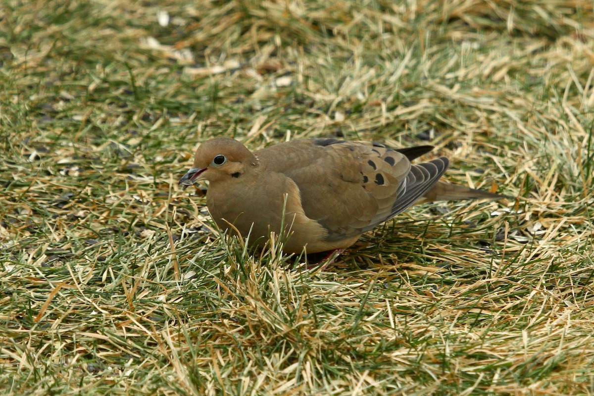 Zenaida Huilota - ML647805500