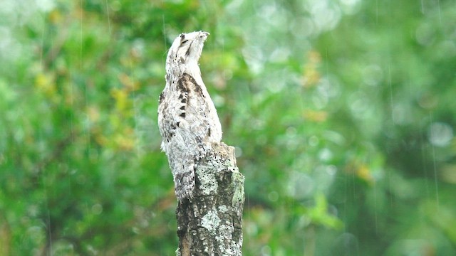 Common Potoo - ML647805507