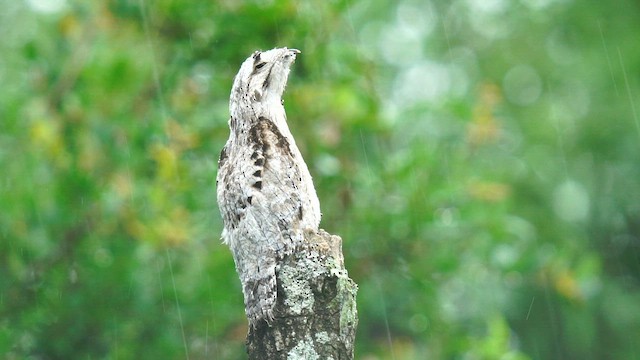 Common Potoo - ML647805520