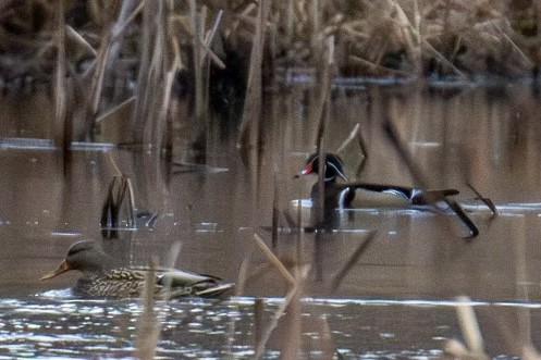 Ahate karolinarra - ML647805526