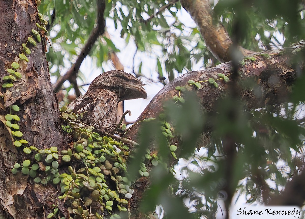 kjempefroskemunn - ML647805528