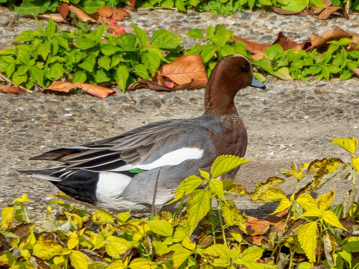 brunnakke - ML647805543