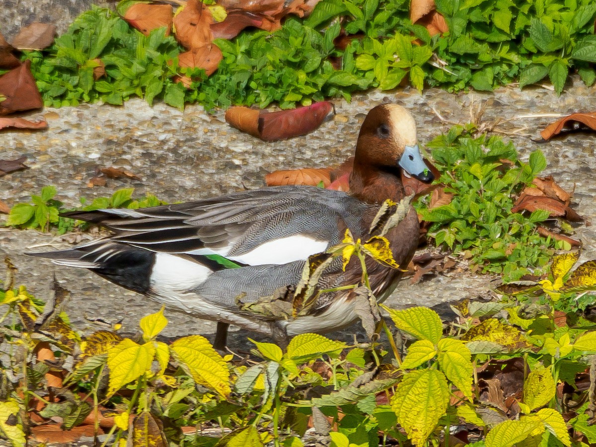 brunnakke - ML647805544