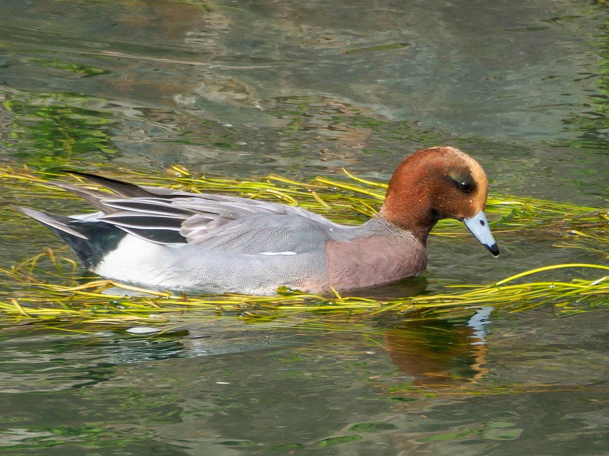 brunnakke - ML647805559