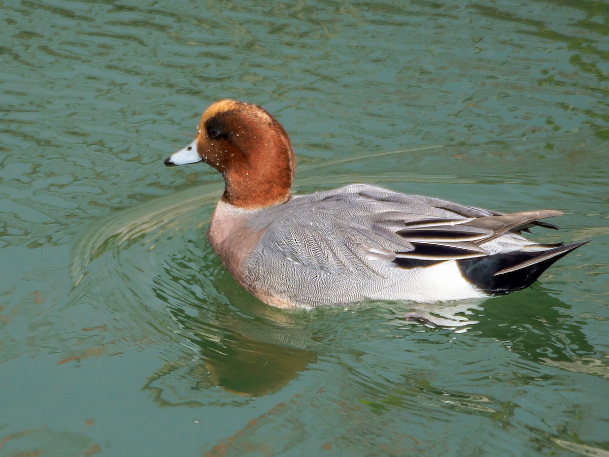 brunnakke - ML647805560