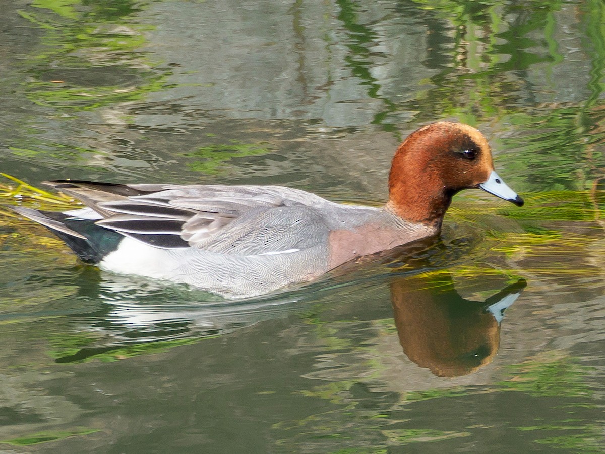 brunnakke - ML647805562