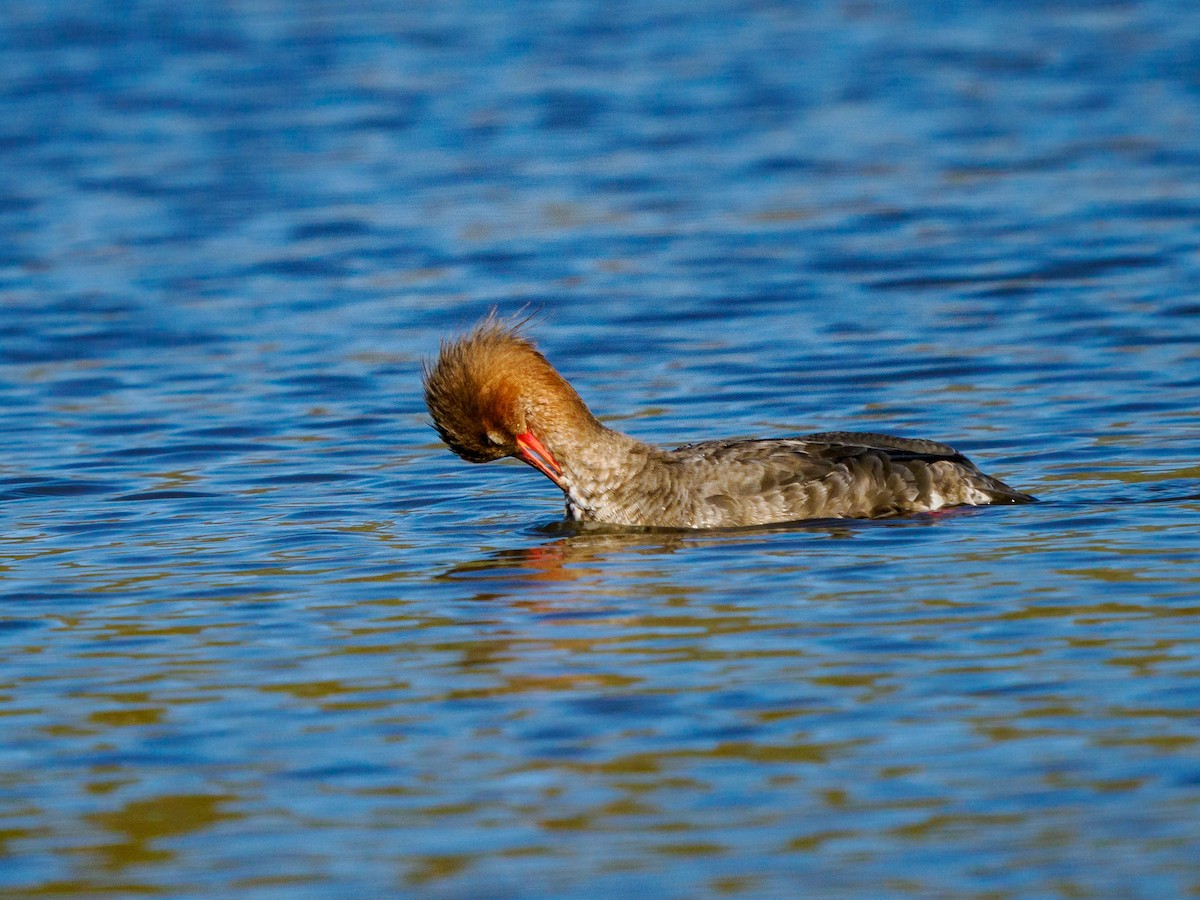 מרגון בינוני - ML647805574