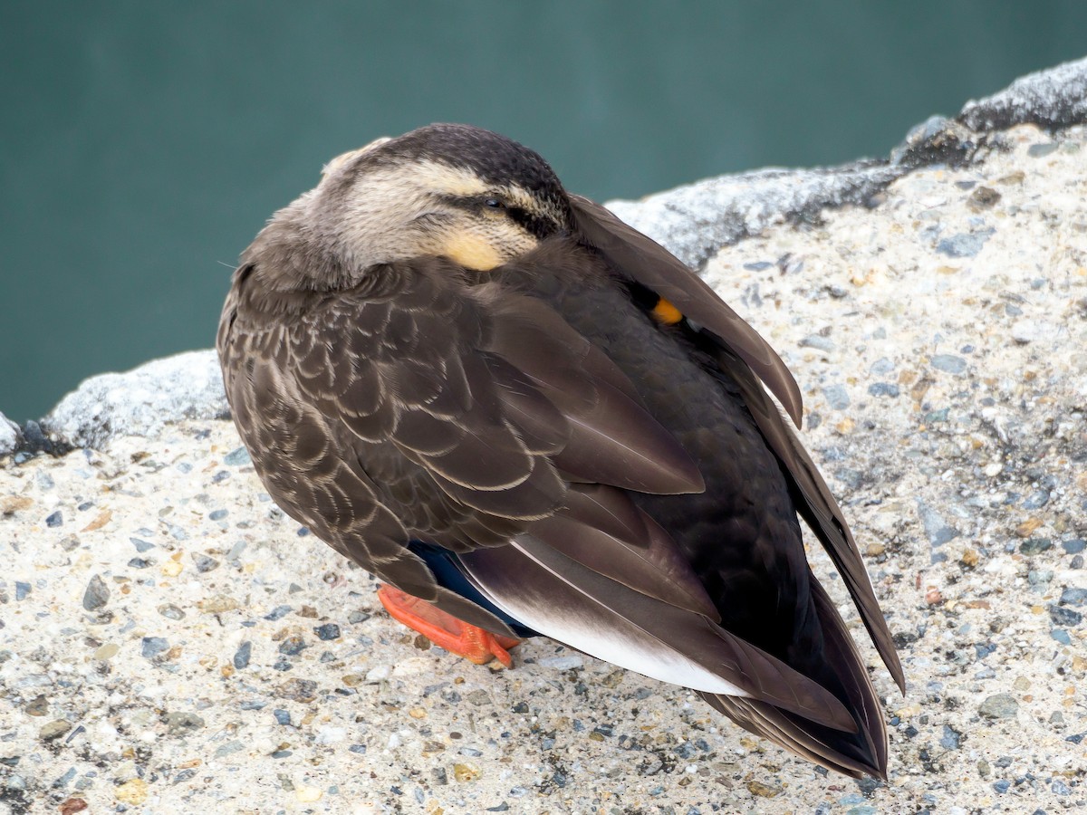 kinaand - ML647805575