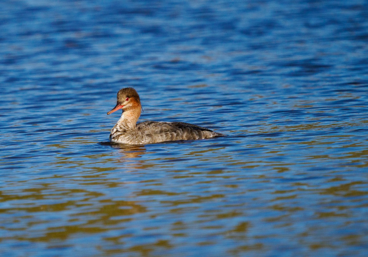 מרגון בינוני - ML647805576