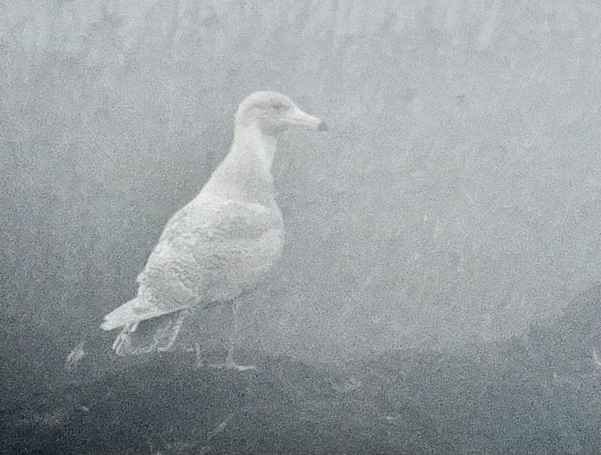 Gavión Hiperbóreo - ML647805579