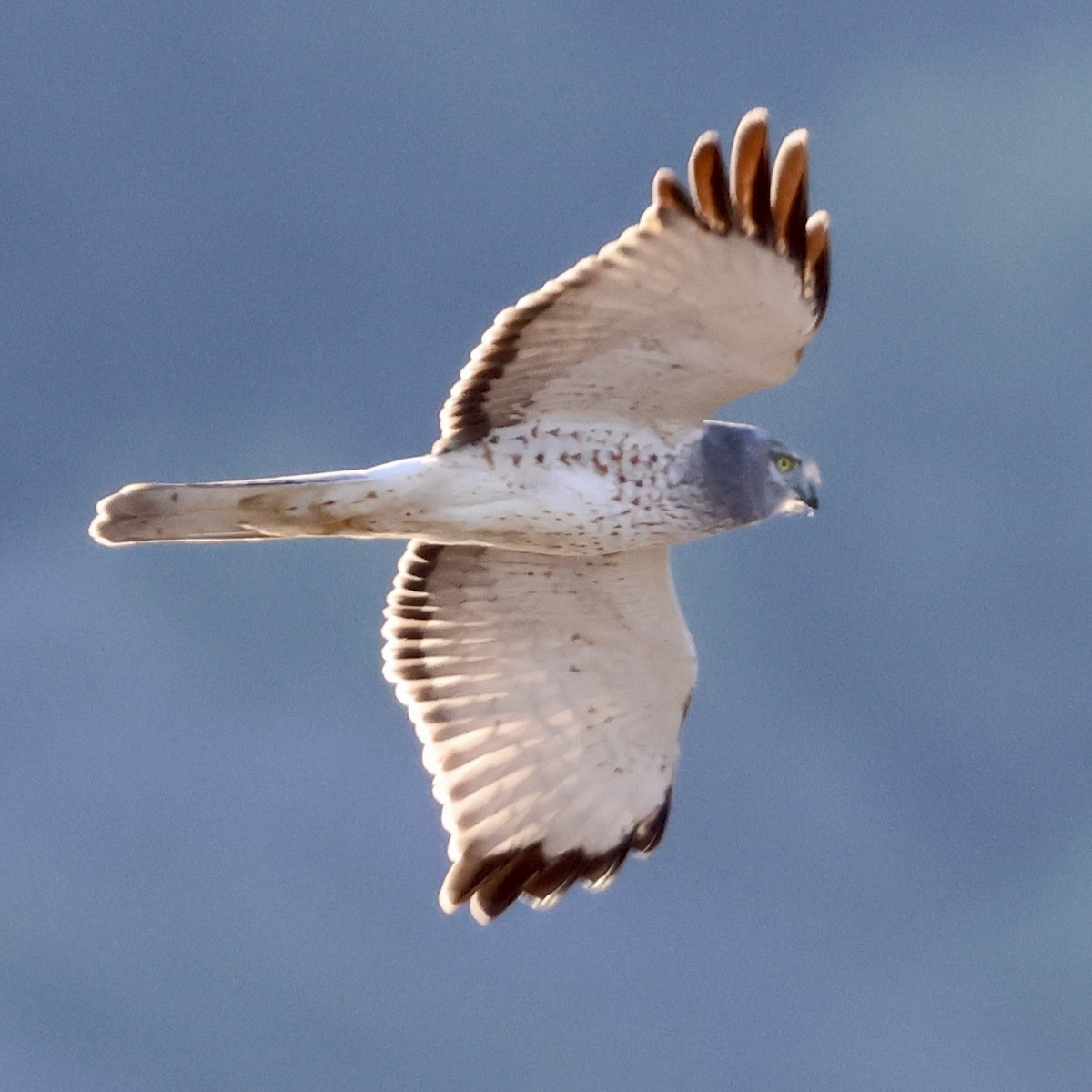 Лунь американський - ML647805584