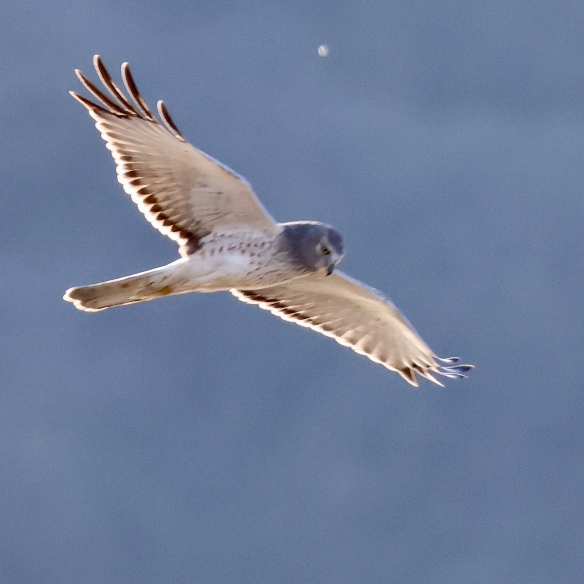 Лунь американський - ML647805585