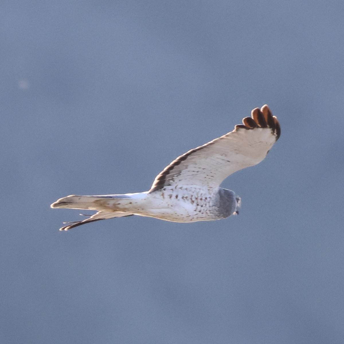 Лунь американський - ML647805586