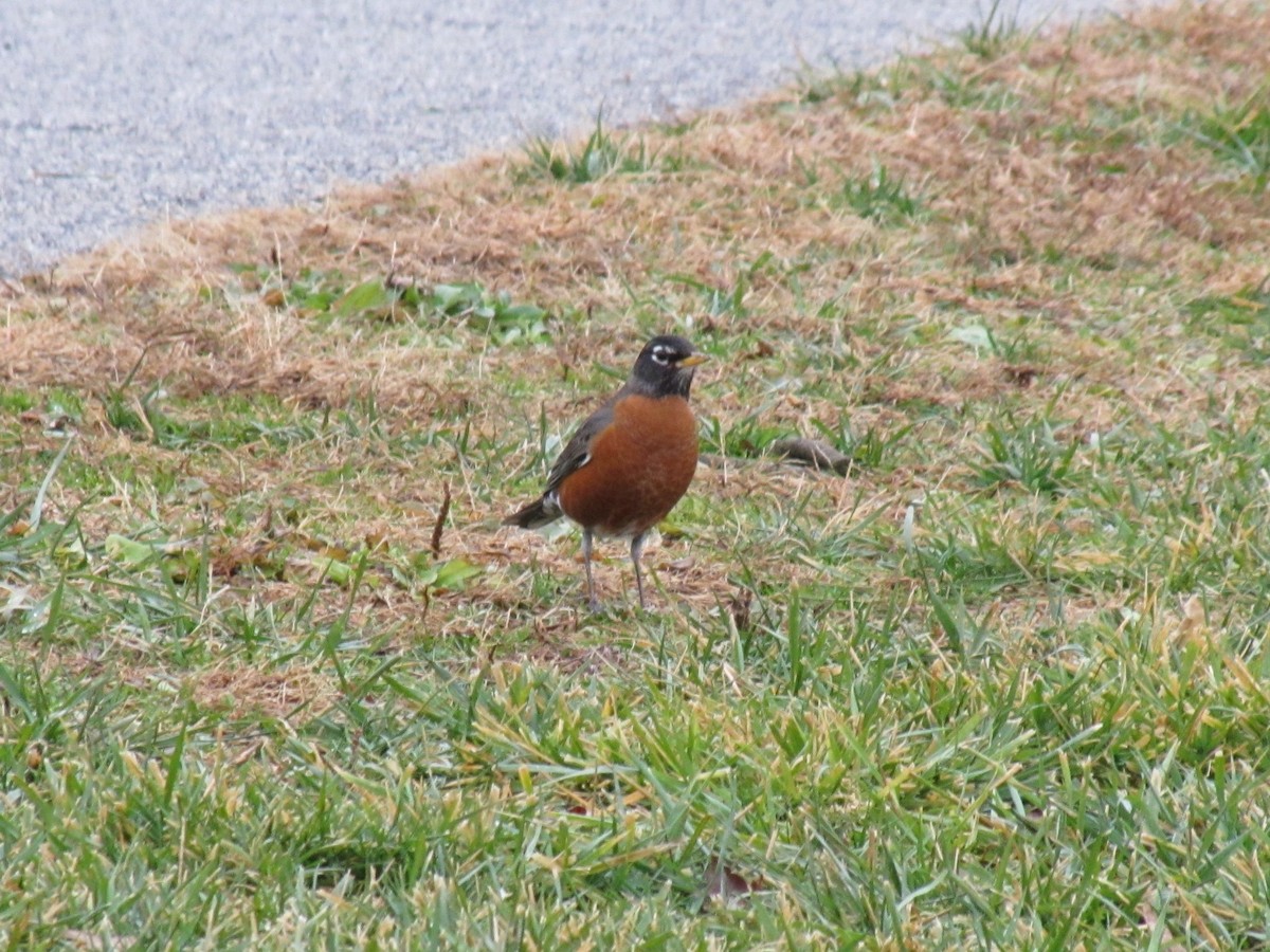American Robin - ML647805608