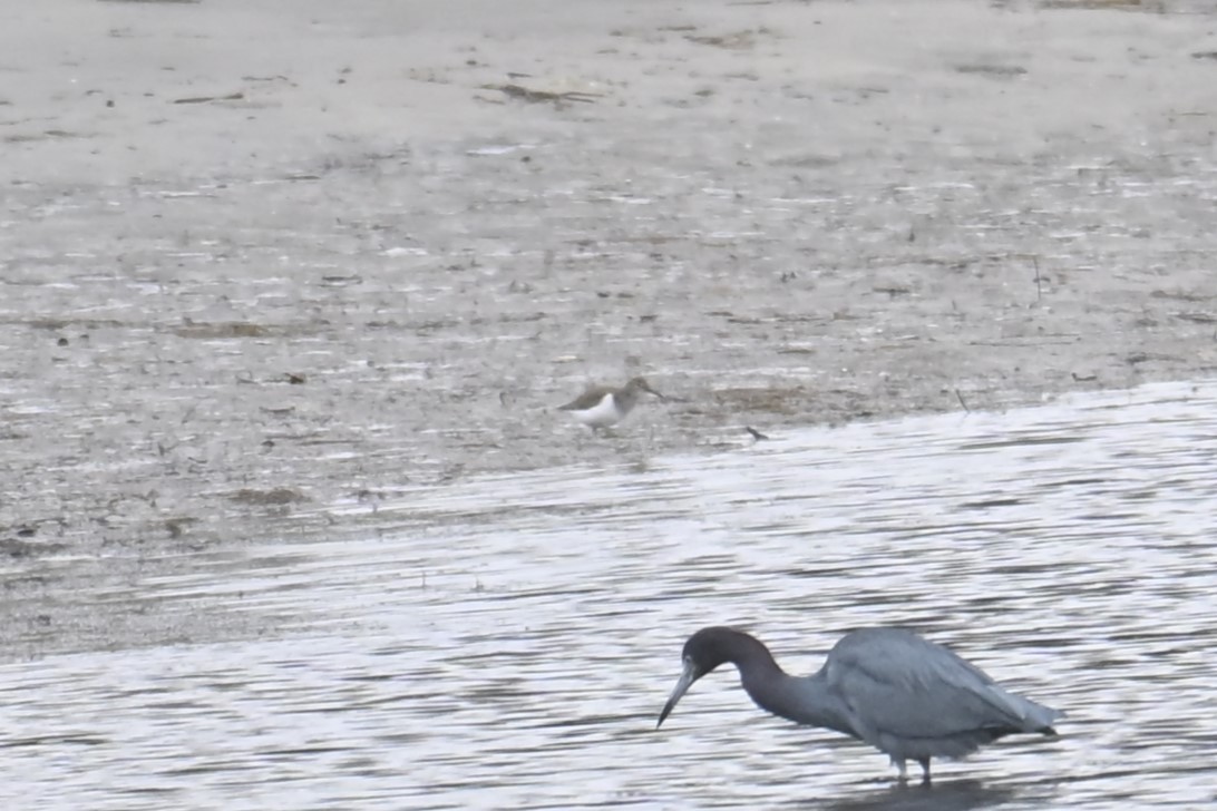 アメリカイソシギ - ML647805616