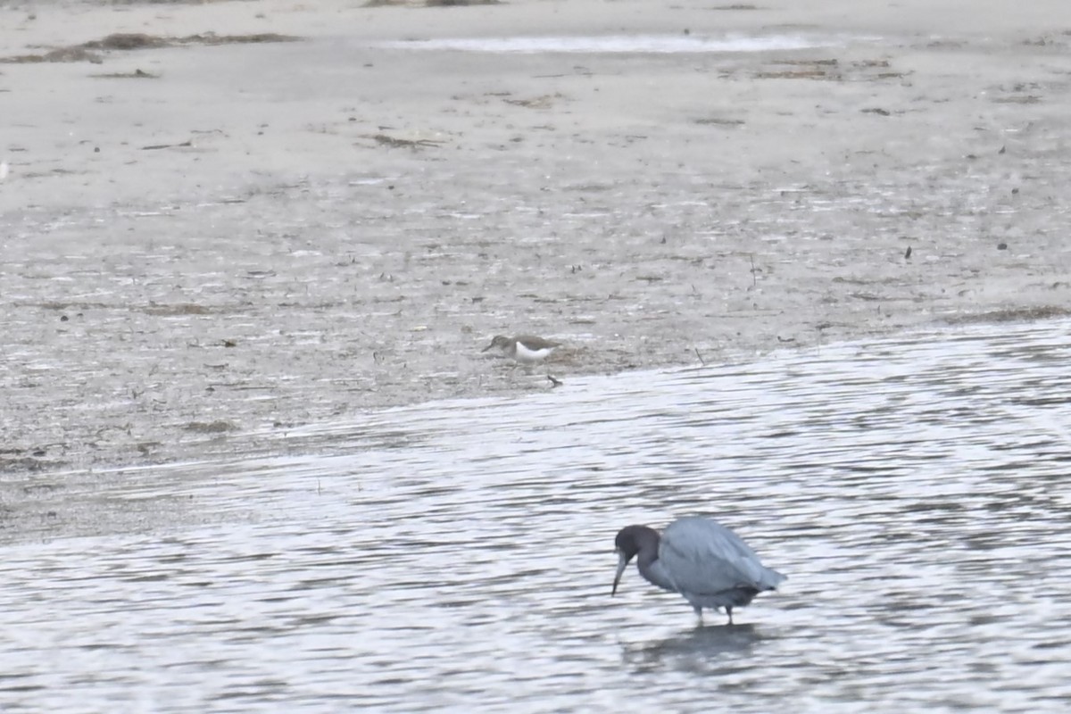 アメリカイソシギ - ML647805617