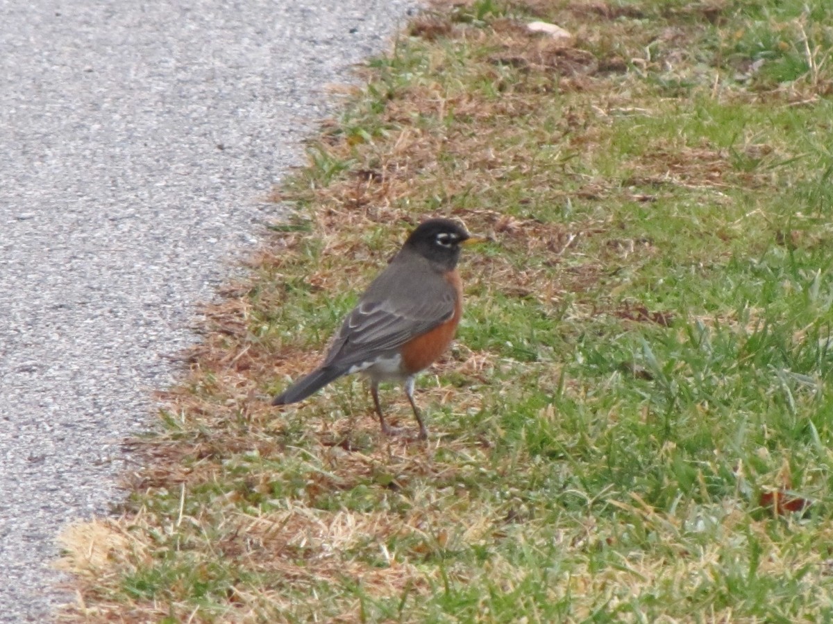 American Robin - ML647805619
