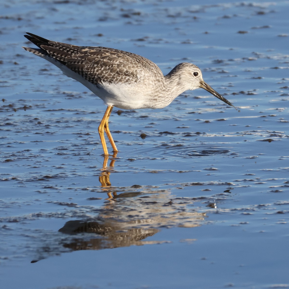 Greater Yellowlegs - ML647805620