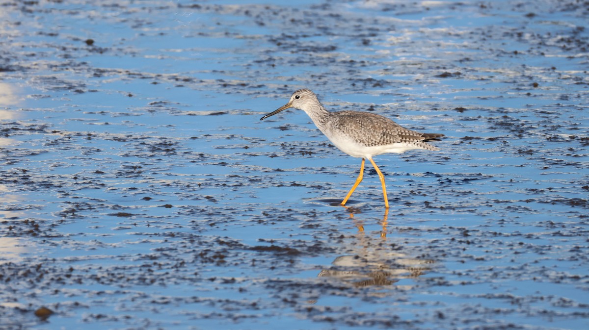Greater Yellowlegs - ML647805621