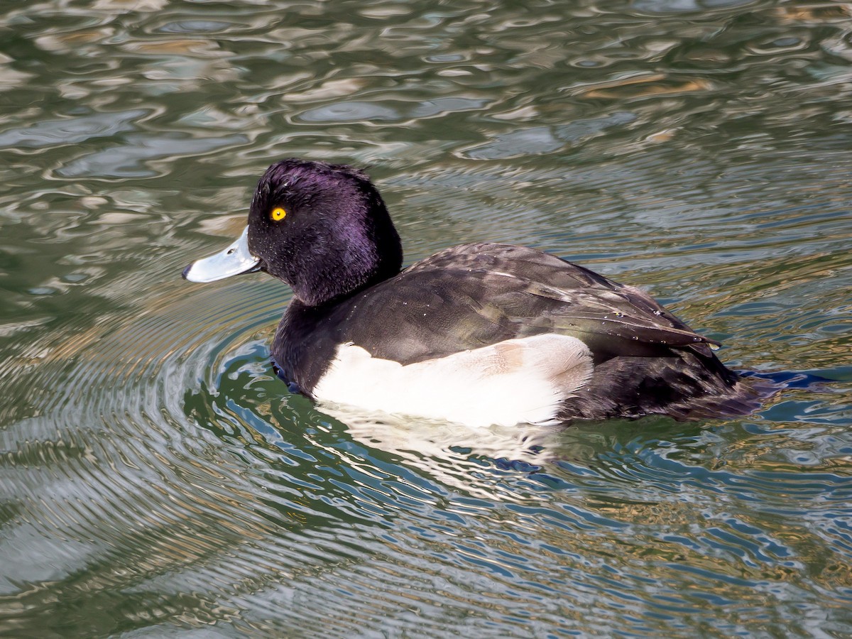 toppand - ML647805626