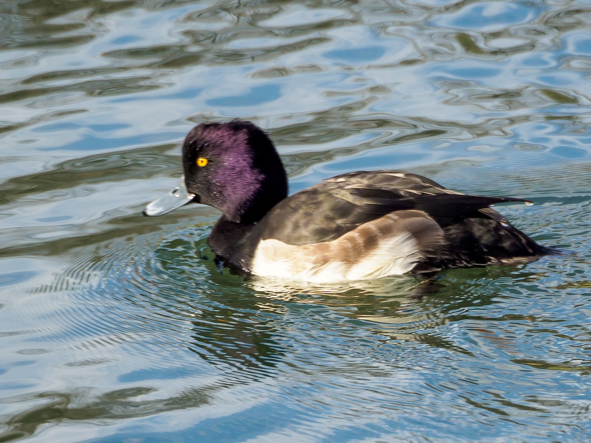 toppand - ML647805629