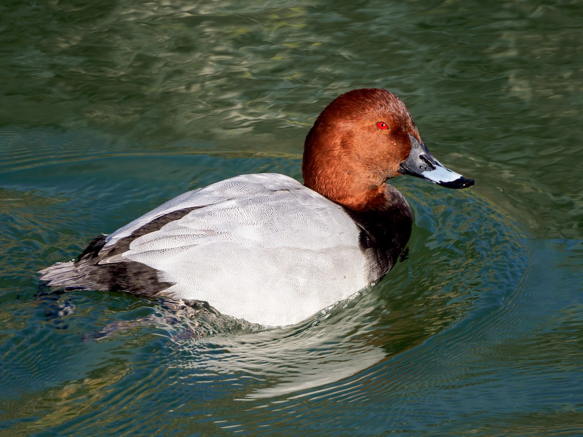 taffeland - ML647805631