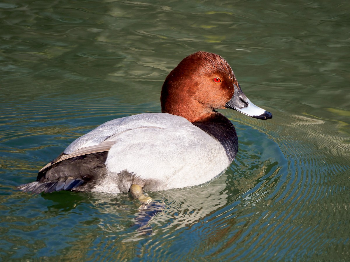 taffeland - ML647805632