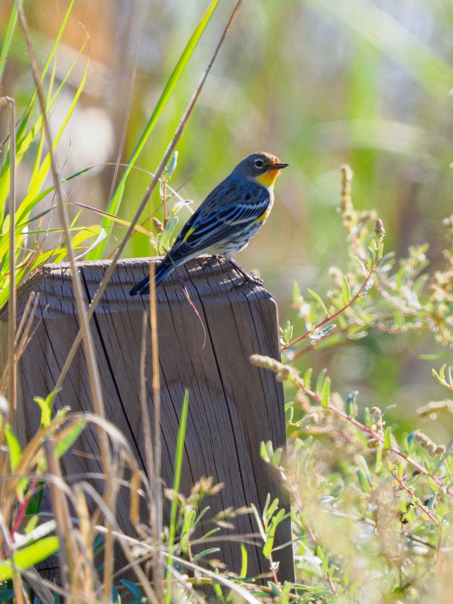 Yellow-rumped Warbler - ML647805634
