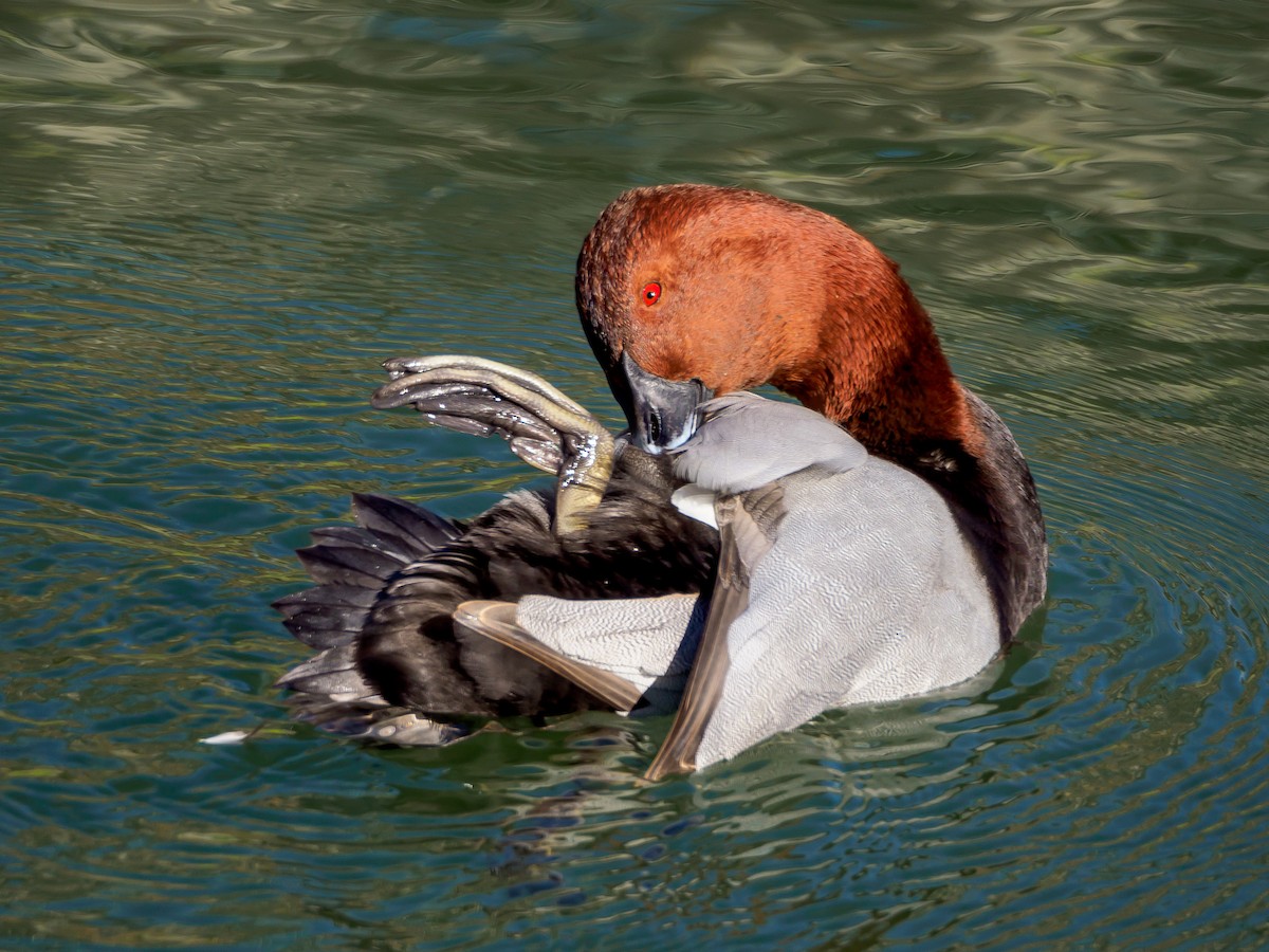 taffeland - ML647805639