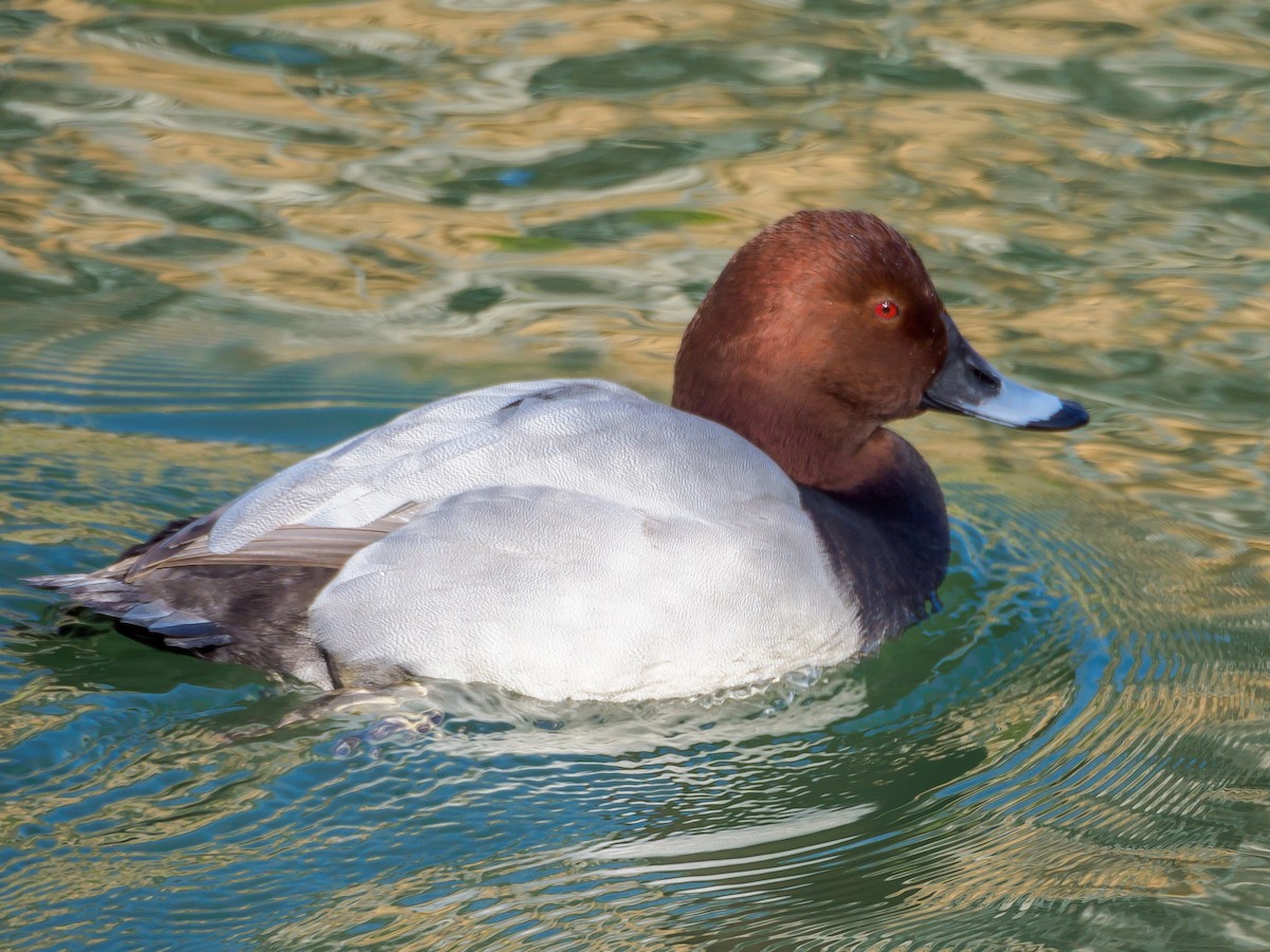 taffeland - ML647805640