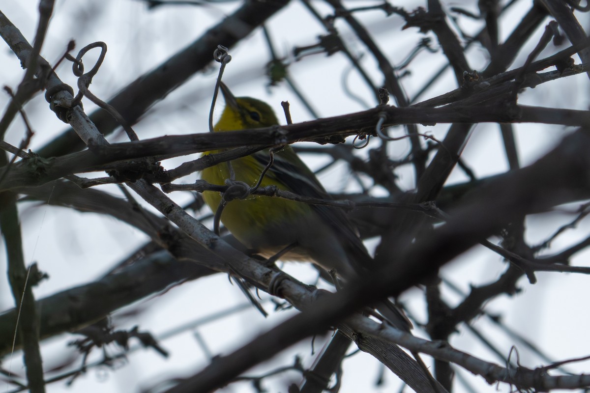 Pine Warbler - ML647805645