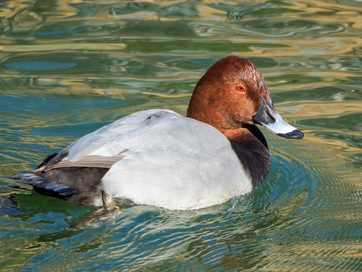 taffeland - ML647805647