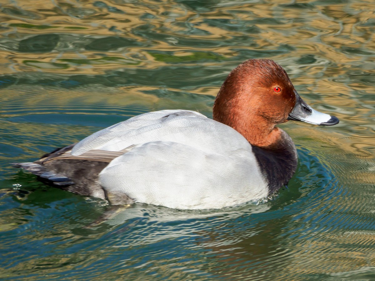 taffeland - ML647805654