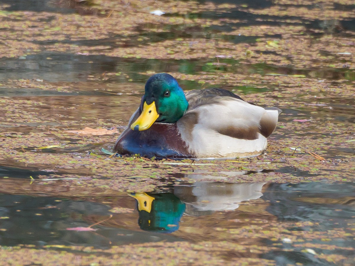 stokkand - ML647805679