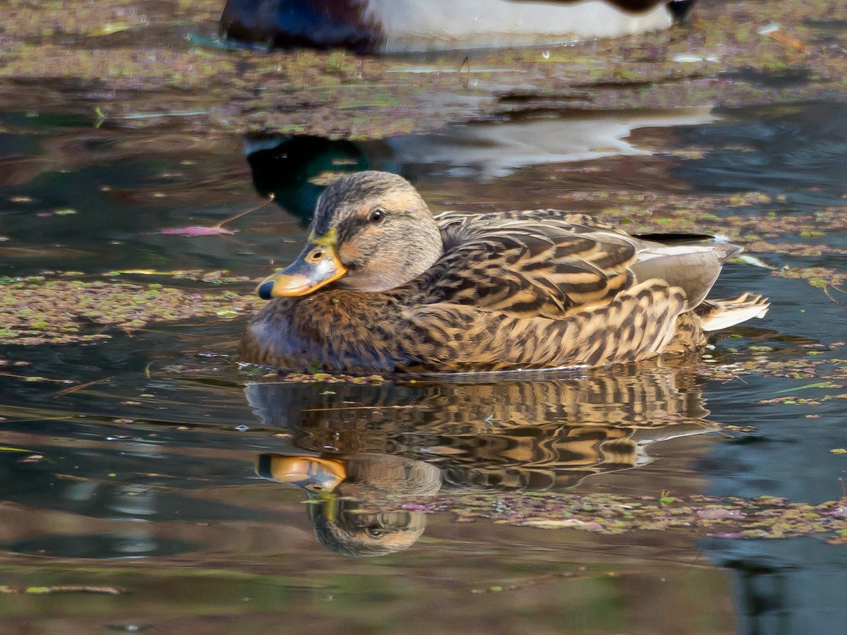 stokkand - ML647805685