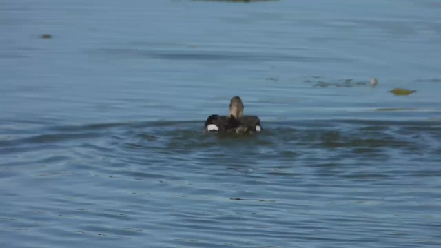 ברווז אפור - ML647805694