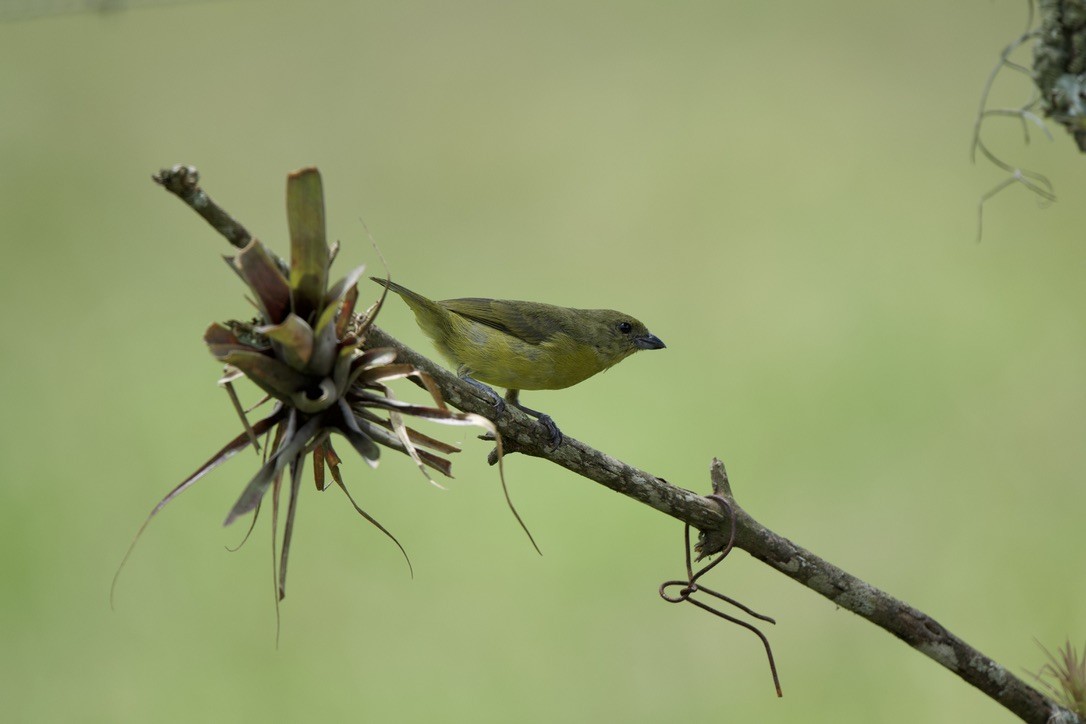 Palm Tanager - ML647805697