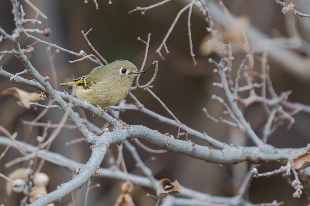 Ruby-crowned Kinglet - ML647805701