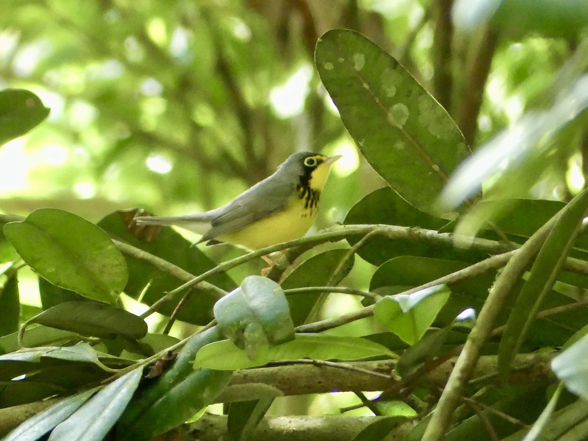 Канадская вильсония - ML647805704