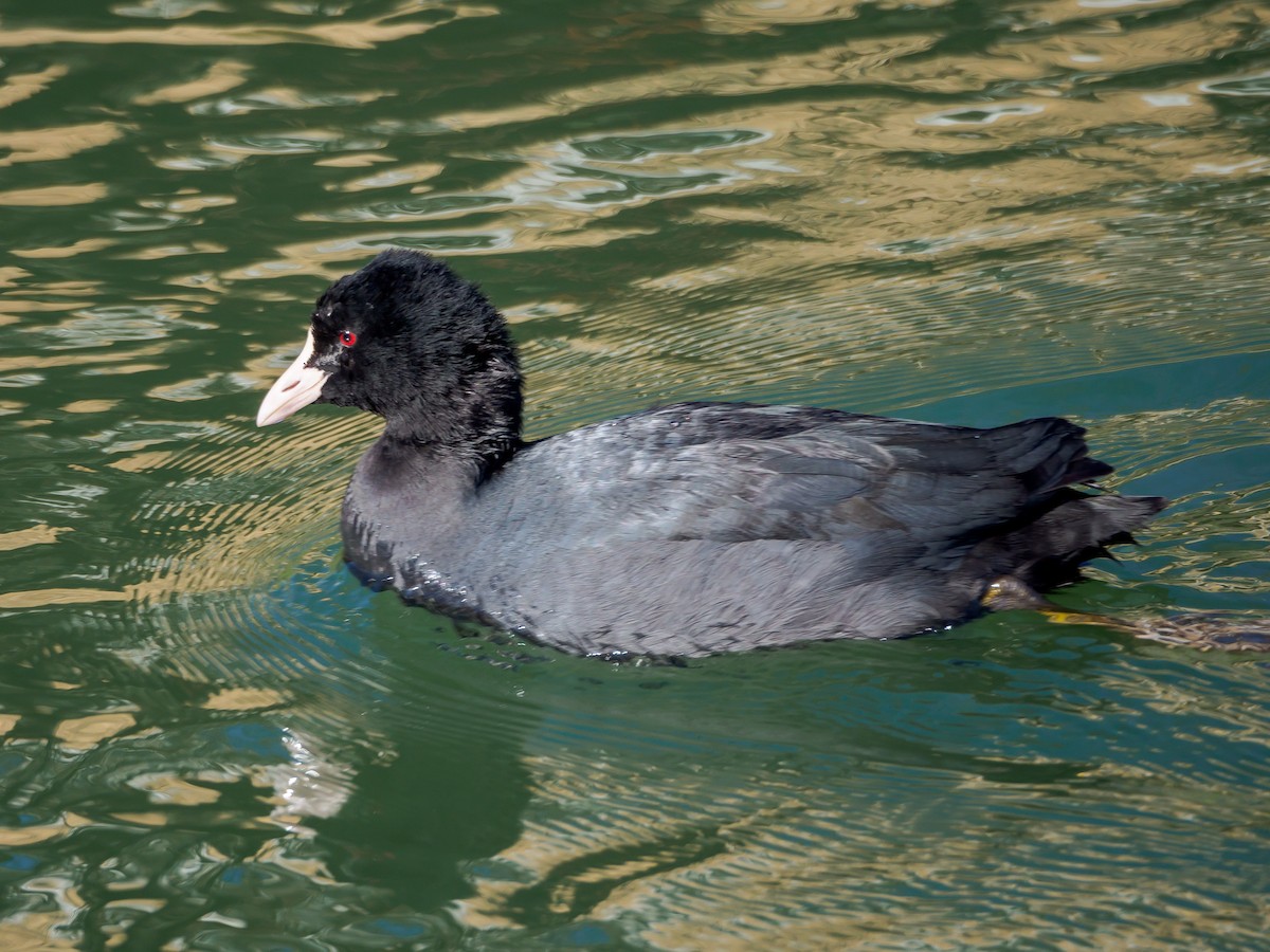 sothøne - ML647805706