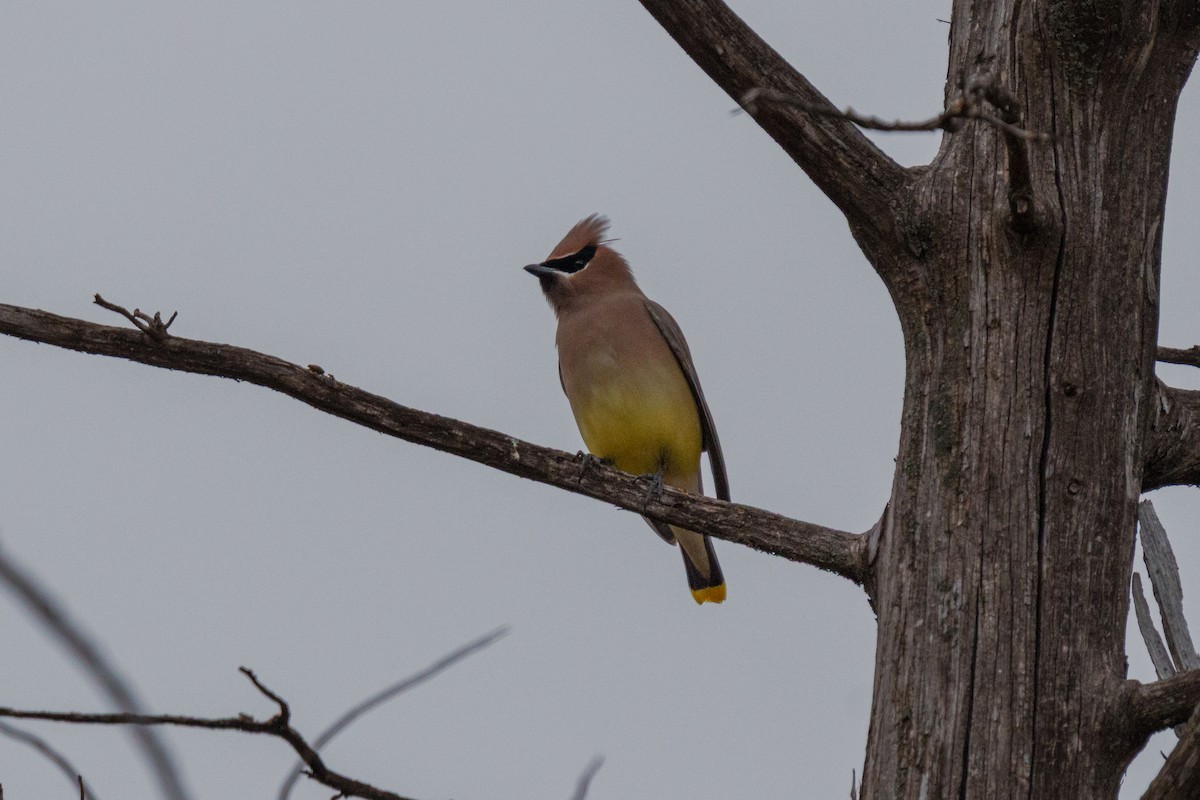 brkoslav americký - ML647805715